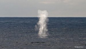 Fin whale blow (Marijke de Boer)