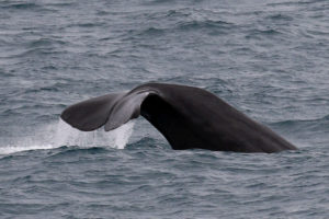 Sperm whale - poster child for acoustic research. © Paul French 