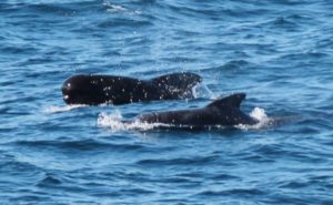 Long-finned pilot whales (C) Darren Craig