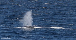 Blue whale (c) Marijke de Boer
