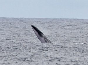 Fin whale breach (C) Marijke de Boer