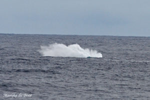 Fin whale splash (C) Marijke de Boer