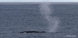 Fin whale (C) Marijke de Boer