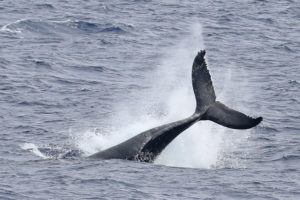 Lobtailing humpback whale (C) Paul French