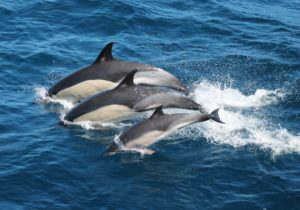 Common dolphins (c) Darren Craig