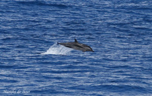 Striped dolphin (C) Marijke De Boer