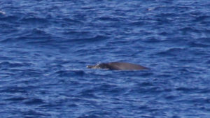 Sowerby's beaked whale (C) Paul French