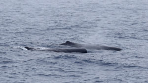 Sperm whales (C) Paul French