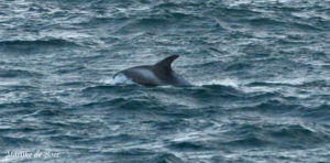White-beaked dolphins (C) Marijke de Boer
